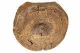 Fossil Ichthyosaur (Brachypterygius) Vertebra - England #238921-3